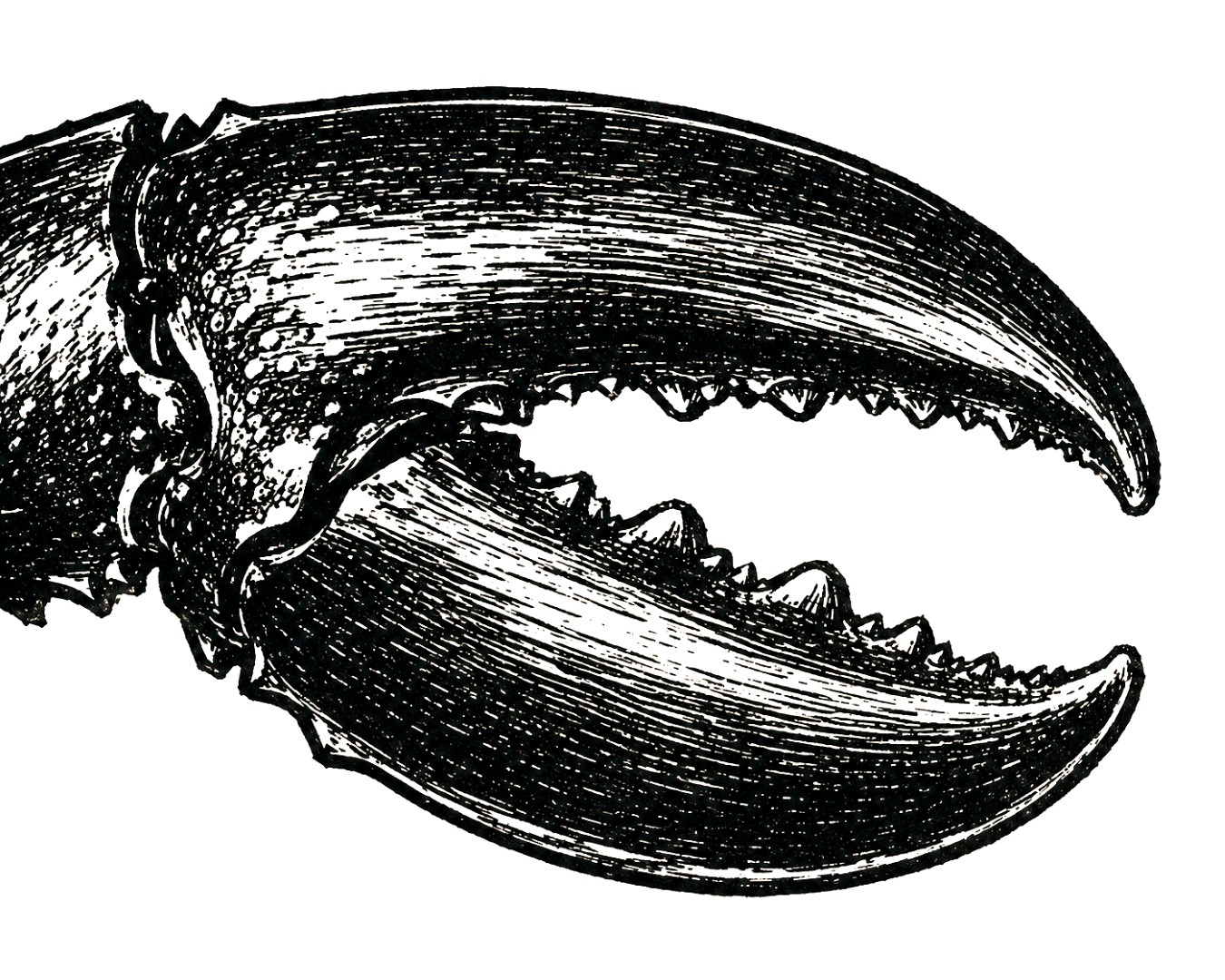 moult